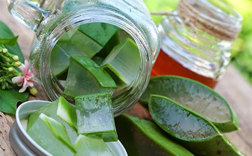 Aloe slices