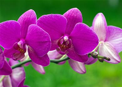 Orchid flowers