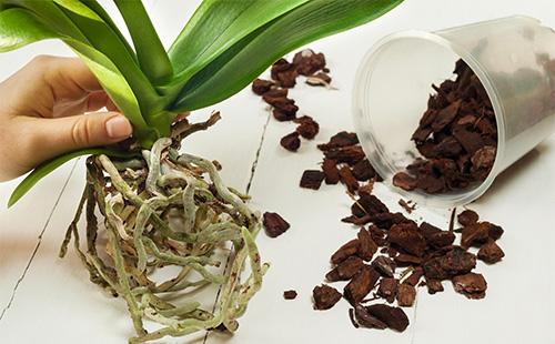 Replanting an orchid