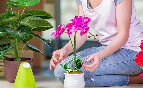 Orchid Care