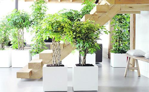 Scheffler's interior