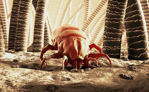 Dust mite image