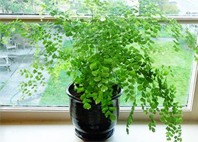 Adiantum in a pot