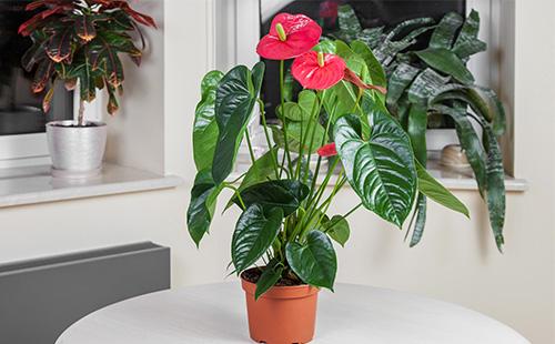 Anthurium in a pot