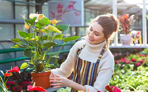 Beautiful girl holds a flowerpot with anthurium