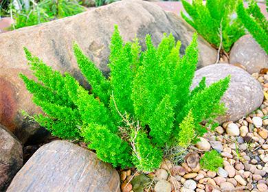 Asparagus in the garden among the stones