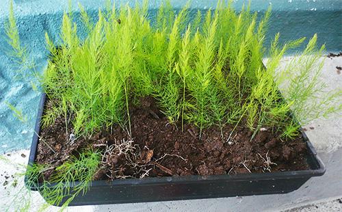 Asparagus sprouts in a bowl