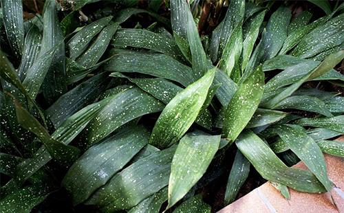 Dark green leaves of aspidistra