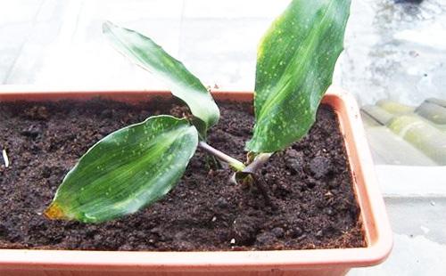 Growing aspidistra