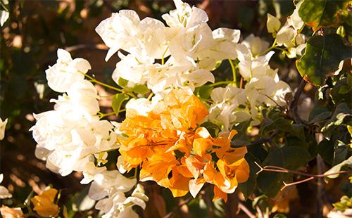 Bougainvillea flowers