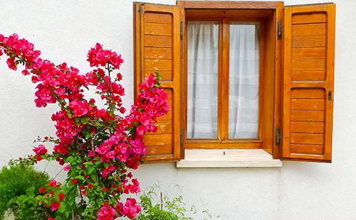 Bougainvillea near the window