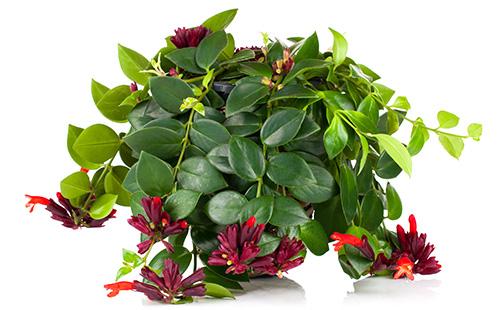 Aeschinanthus in a pot