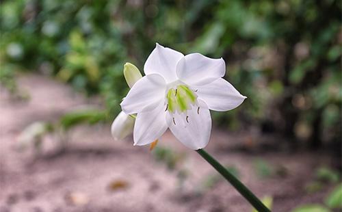 Amazonian Lily Flower Eucharis