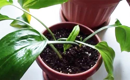 Potted Eucharis Leaves