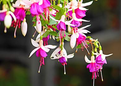 Hanging pink and white flowers