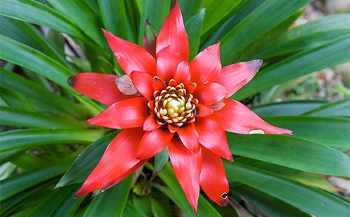Guzmania flower