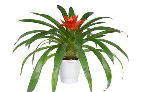 Guzmania in a pot