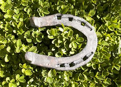 Horseshoe on a clover field