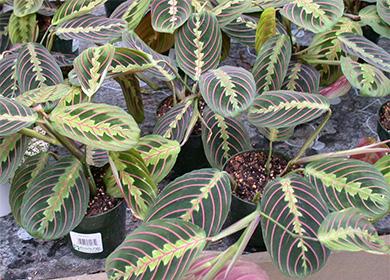 Flowerpots with arrowroot