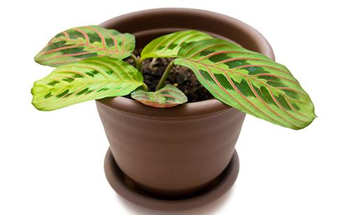 Arrowroot sprout in a pot