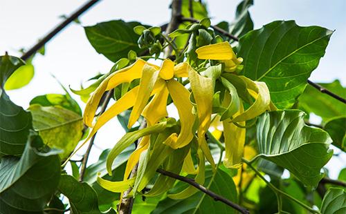 Ylang Ylang Flowers