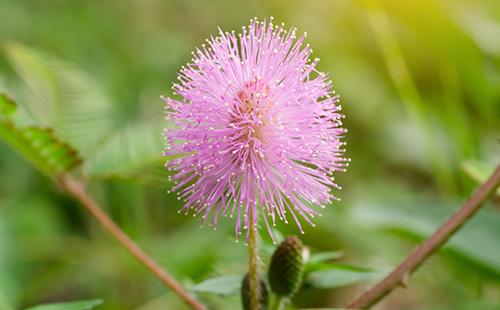 Bashful mimosa flower