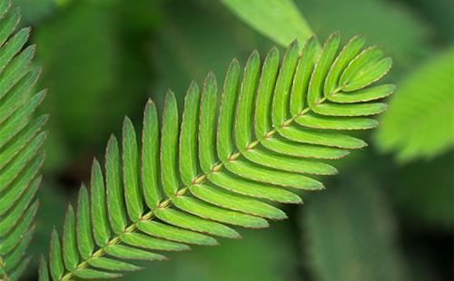 Mimosa bashful leaf