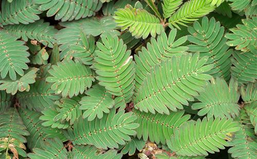 Mimosa plant bashful leaves