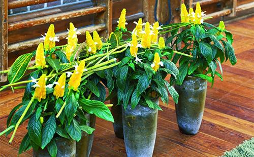 Pachistachis in pots