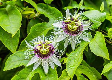 Passiflora Flowers