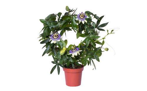 Passiflora in a pot