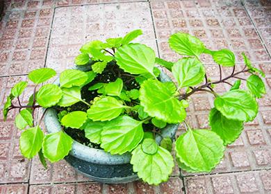 Plectranthus in a pot