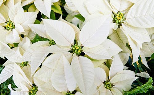 White Poinsettia Flowers