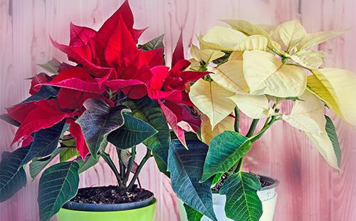 White and yellow poinsetia flower