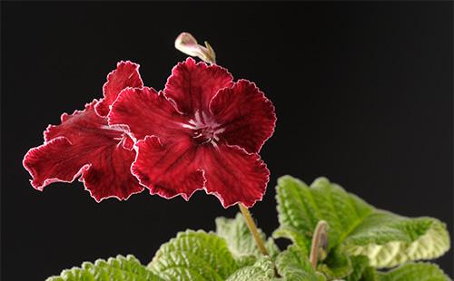 Burgundy streptocarpus flower