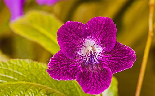 Streptocarpus flower