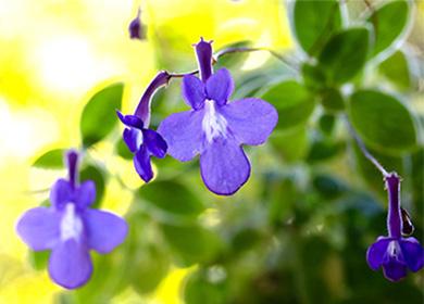 Blue streptocarpus flower