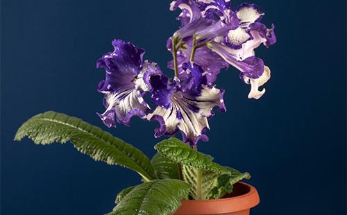 Streptocarpus in a pot