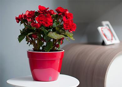 Red begonia in a pot