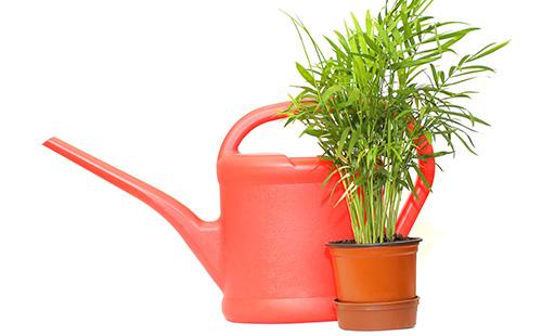 Cyperus in a pot and a watering can