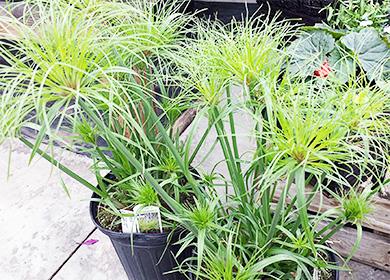 Flowerpots with Cyperus