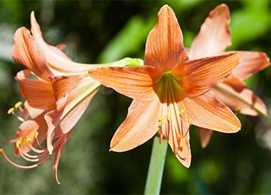 Hyperastrum flowers