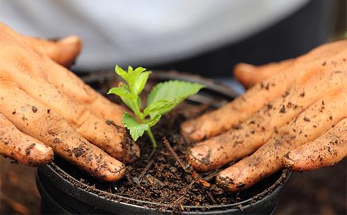 Planting a shoot in a pot