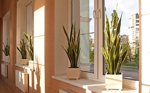 Rows of three-way sansevieria on illuminated windows
