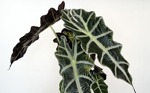 Dark green leaves of alocasia