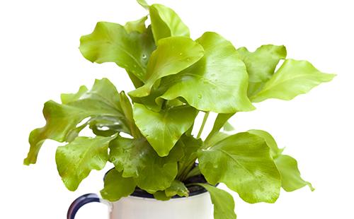 A dense rosette of leaves resembles a bird's nest