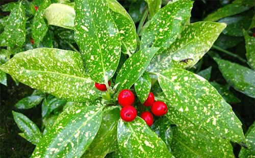 Aucuba Leaves and Berries