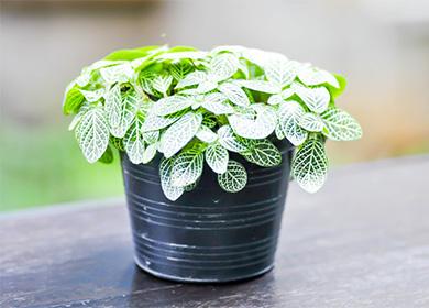 Fittonia in a pot