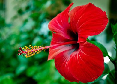 Red hibiscus
