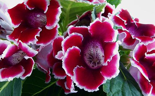 Red flowers with a white cant